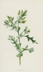 Senecio