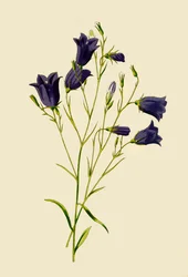 Campanilla, 1877
