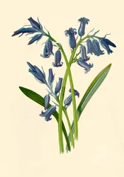 Jacinto, 1877