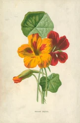 Capuchina