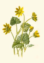 Lesser Celandine