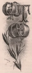 Letra T, letra mayúscula, grabado, cm 10x5, por Frederick Edward Hulme (1841-1909) de The familiar Garden Flower, circa 1880