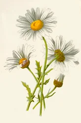 Margarita, 1877