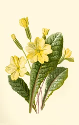 Primavera, 1877