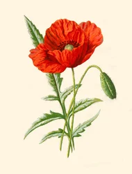 Amapola escarlata, 1877