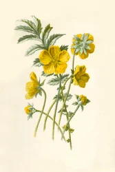 Hierba plateada, 1877