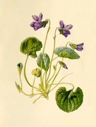 Violeta dulce, 1877