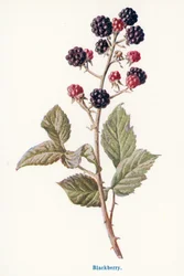 Frutos silvestres del campo: Zarzamora (litografía en color)