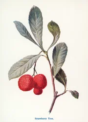 Frutos silvestres del campo: Fresal (litografía en color)