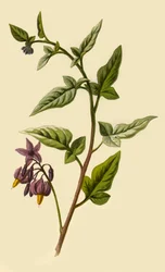 Hierba mora leñosa, 1877