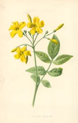 Jazmín amarillo