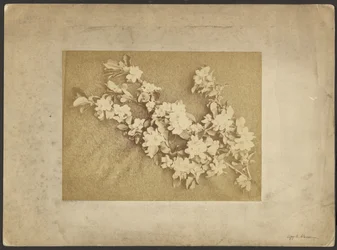 Flor de manzano