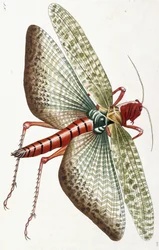Langosta egipcia, 1790