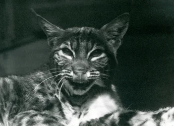 Un bebé lince lamiéndose los labios, Zoológico de Londres, junio de 1925