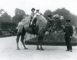 Paseo en camello bactriano con el cuidador Harry Warwick en el Zoológico de Londres, junio de 1924