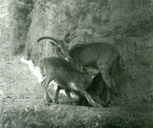 Una oveja de Berbería alimentando a su cordero en las terrazas Mappin, Zoológico de Londres, agosto de 1927