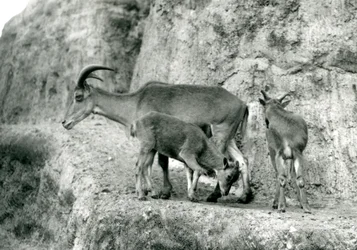 Una oveja de Berbería/Aoudad/Waddan/Arui/Arruis de pie con sus dos crías en las Terrazas Mappin, Zoológico de Londres, agosto de 1927 (foto en b/n)