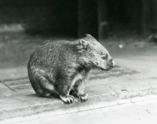 Un wombat de nariz desnuda/común/de pelo grueso sentado en el suelo en el zoológico de Londres en 1929