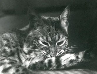 Un lince bay acicalándose