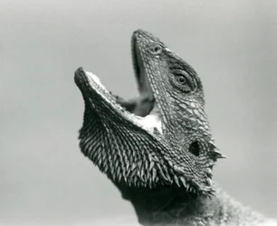 Un Dragón Barbudo mirando hacia arriba y boquiabierto, Zoológico de Londres, agosto de 1928