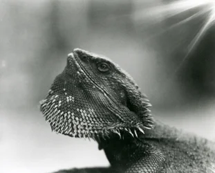 Un lagarto barbudo mirando hacia arriba en el Zoológico de Londres en 1930