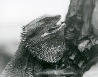 Un Lagarto Barbudo con la boca abierta, agarrado a una rama, Zoológico de Londres