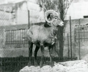 Un carnero de borrego cimarrón de pie sobre una roca contempla su recinto al pie de las Mappin Terraces, Zoo de Londres. 1931