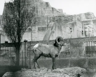 Un Carnero de Oveja de Cuerno Grande de pie sobre una roca mirando su recinto al pie de las Terrazas Mappin, Zoológico de Londres. 1931