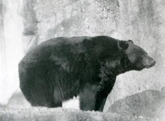Un oso negro en su recinto, en las terrazas Mappin, en el Zoo de Londres en 1924