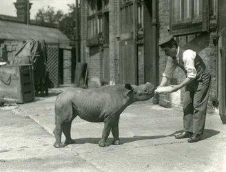 Una cría de rinoceronte negro alimentada con biberón por su cuidador, Zoo de Londres, septiembre de 1928