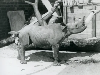 Una cría de rinoceronte negro alimentada con biberón por su cuidador, Zoo de Londres, septiembre de 1928
