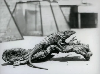 Un iguana de cola espinosa negra descansando en un tronco en el Zoológico de Londres en agosto de 1928