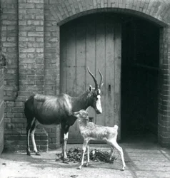 Un ternero de Blesbok con su madre en el Zoológico de Londres, Junio 1914
