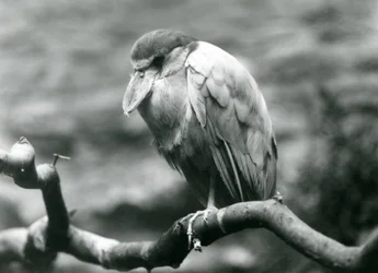 Garza pico de bote en una rama en el Zoológico de Londres, junio de 1924