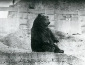 Un oso pardo sentado en su recinto al pie de las terrazas Mappin en el zoológico de Londres, septiembre de 1921