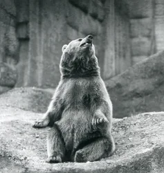 Un oso pardo sentado en un saliente rocoso en el Zoológico de Londres en septiembre de 1927