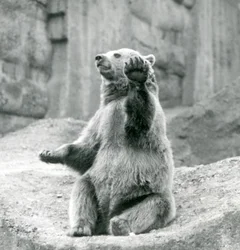 Un oso pardo sentado en una repisa rocosa, saludando con una de sus patas delanteras, Zoológico de Londres, septiembre de 1927