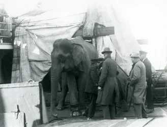 Un elefante birmano parcialmente protegido bajo una lona en la cubierta, con un entrenador y cuatro hombres más, viajando al Zoológico de Londres en 1927