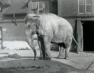Un elefante birmano fuera de la Casa de los Elefantes en el Zoológico de Londres en 1929