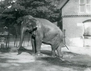 Un elefante birmano saliendo de una piscina en su recinto, Zoológico de Londres