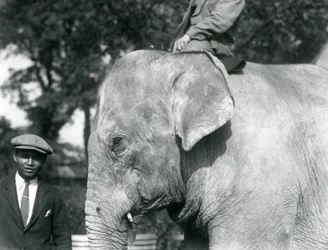 Elefante birmano con su entrenador y otro hombre, Zoológico de Londres, septiembre de 1926