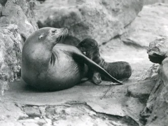 Una leona marina de California amamantando a su cría de una hora de edad, Zoológico de Londres, julio de 1925