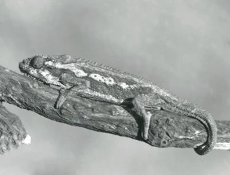 Un camaleón enano del Cabo aferrado a una rama, Zoológico de Londres, 1927