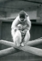 Un langur con gorra sosteniendo a su bebé mientras está sentado en una viga. Zoológico de Londres, 6 de octubre de 1913