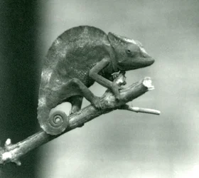 Un camaleón aferrado al extremo de una rama, Zoológico de Londres, 1927