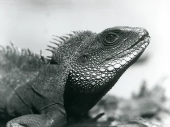 Un Dragón de Agua Chino/Asiático/Tailandés en el Zoológico de Londres en agosto de 1928