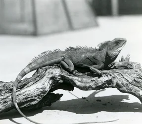 Un dragón de agua chino/asiático/tailandés descansando en un tronco en el Zoológico de Londres en 1928 (foto en b/n)