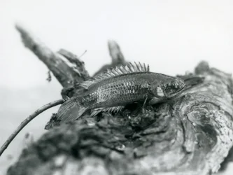 Un pez trepador descansando en una rama muerta, fuera del agua en el Zoológico de Londres en septiembre de 1928
