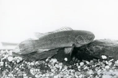 Un pez trepador descansando en rocas y grava en el fondo de su tanque, en agua en el Zoológico de Londres en septiembre de 1928