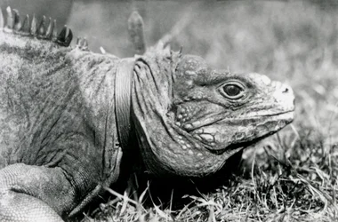 Una Iguana Roca Nublada Methuselah, con un collar, caminando en un césped en el Zoológico de Londres, julio de 1924